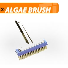 Algae Brush